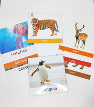 Load image into Gallery viewer, ZulaMinds Animal Flash cards and ZulaMinds Seacreatures Flash Cards
